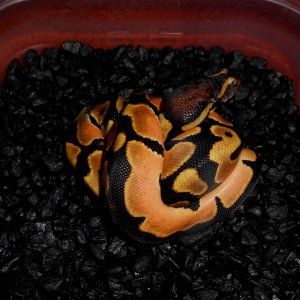 2013 Orange Dream Male5