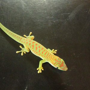 Phelsuma grandis female