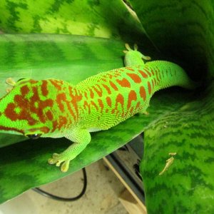 Phelsuma grandis female