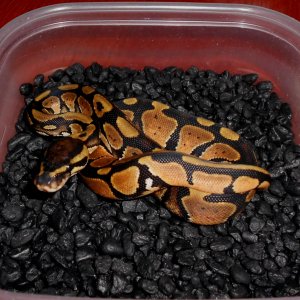 2013 Orange Dream Male4 -SOLD