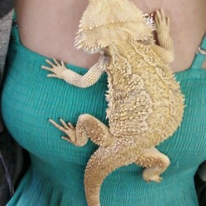 Identify my dragon?
