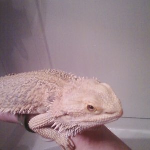 Identify my dragon?