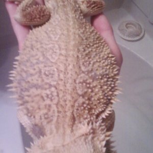 Identify my dragon?