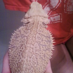 Identify my dragon?