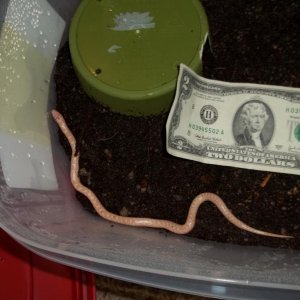 Male Albino Speckled King