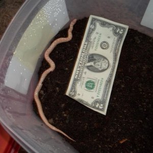 Male Albino Speckled King