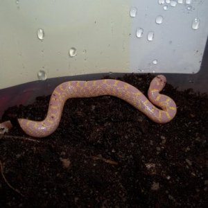 Male Albino Speckled King