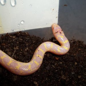 Male Albino Speckled King