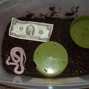 Female White-Wall Speckled Kingsnake