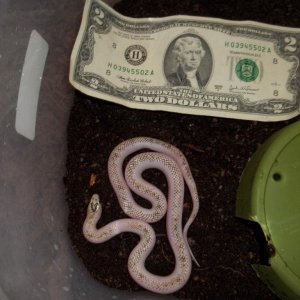 Female White-Wall Speckled Kingsnake