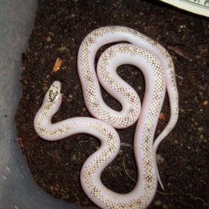 Female White-Wall Speckled Kingsnake