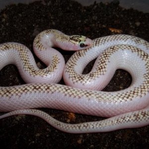 Female White-Wall Speckled Kingsnake