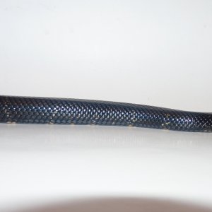 Accidental hybrids Mexican Black King X Black Milk Snake