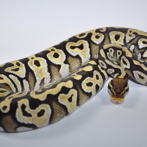 BREEDERS AND FUTURE BREEDERS