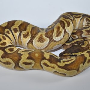 BREEDERS AND FUTURE BREEDERS