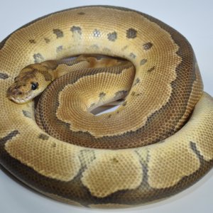 BREEDERS AND FUTURE BREEDERS
