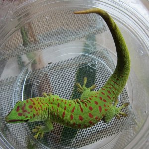 male grandis
