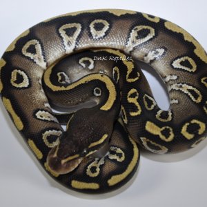 Mojave Trick (Bazinga Ball)