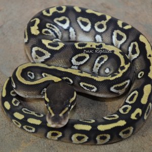 Mojave Trick (Bazinga Ball)