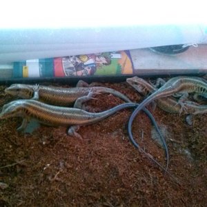 Blue Tailed SKinks