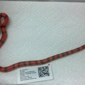 2012 Honduran Milksnake - Hypo Male