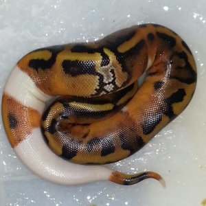 Paradox Pied