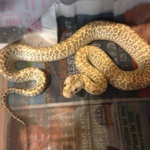 Burmese Python