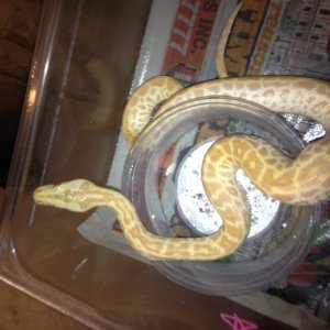 Burmese Python