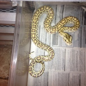 Burmese Python