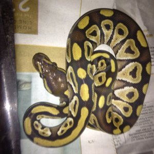 Ball Python