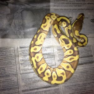 Ball Python