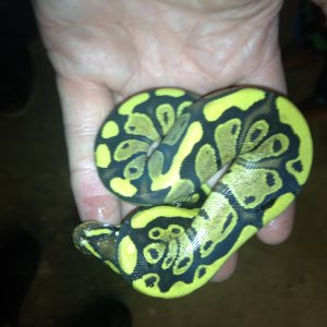Ball Python