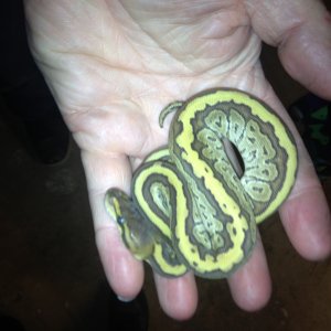Ball Python