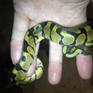 Ball Python