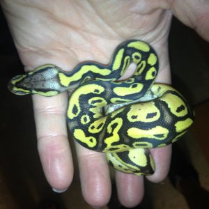 Ball Python