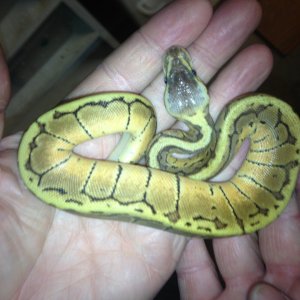 Ball Python