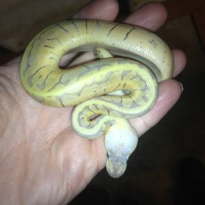 Ball Python