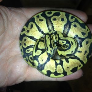 image-41
