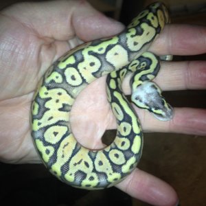 Ball Python