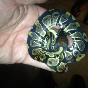 Ball Python