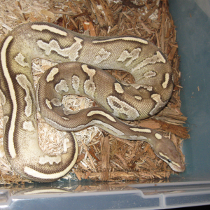 Halle - Yearling Disco Mojave