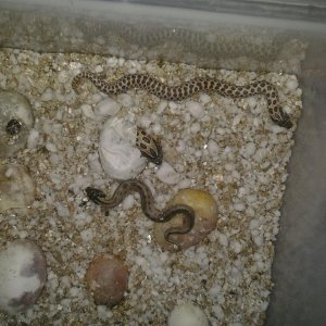 2013 Hatchlings