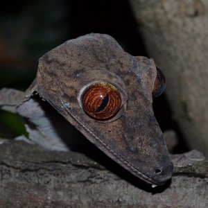 U.Fimbriatus Male