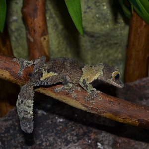Uroplatus sikorae female