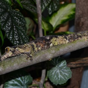 U.Sikorae female