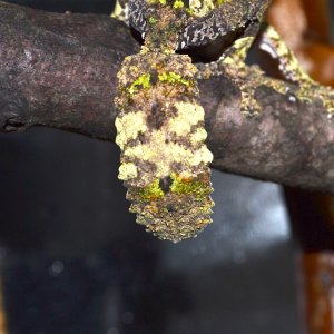 tail of female sikorae
