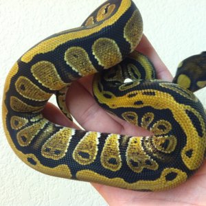 Harlequin 66% Het Pied