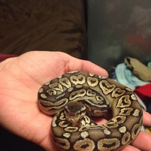 Phaedra the Pewter