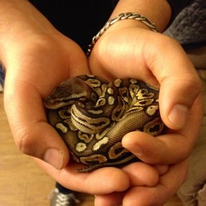 Phaedra the Pewter