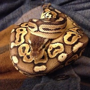 Phaedra the Pewter